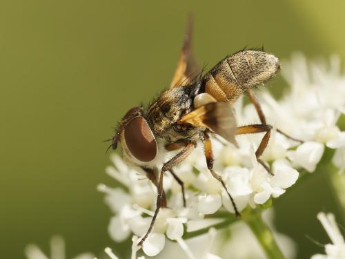 Ectophasia sp.