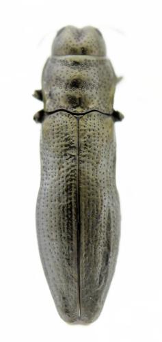 Aphanisticus emarginatus