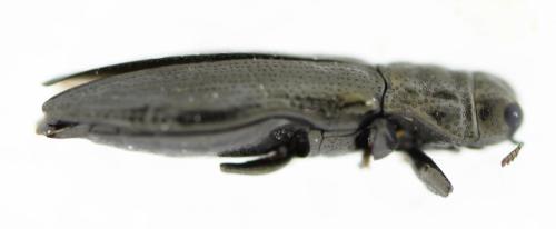 Aphanisticus emarginatus
