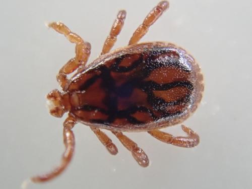 Réf. 360 189 : Haemaphysalis punctata