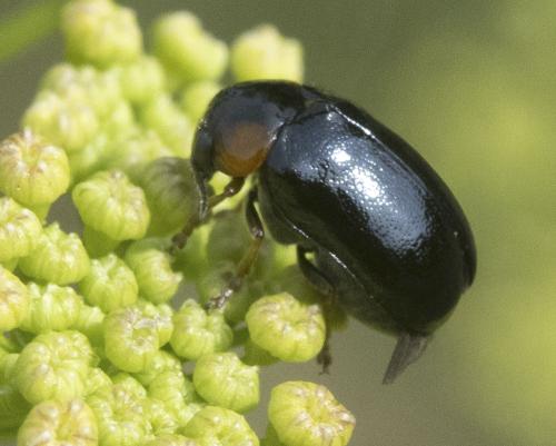 Smaragdina affinis
