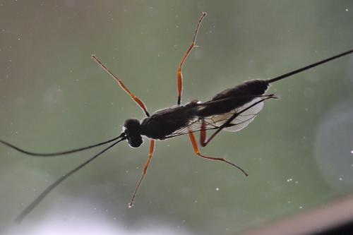 Stenarella sp.
