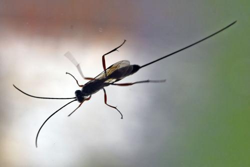Stenarella sp.