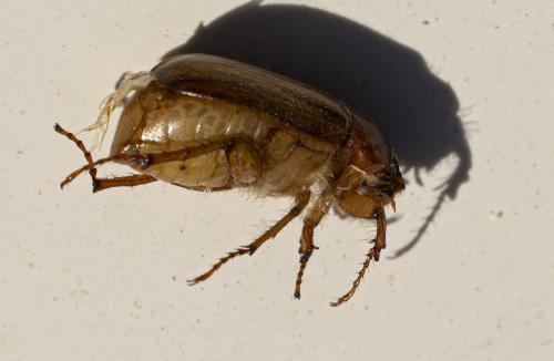 Réf. 360 525 : Amphimallon majale