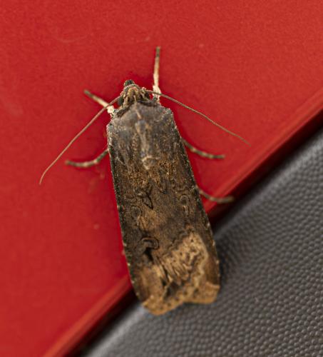 Réf. 360 547 : Agrotis ipsilon