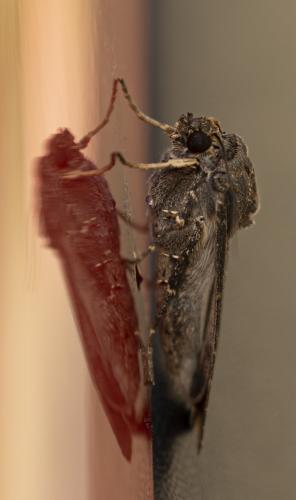 Agrotis ipsilon