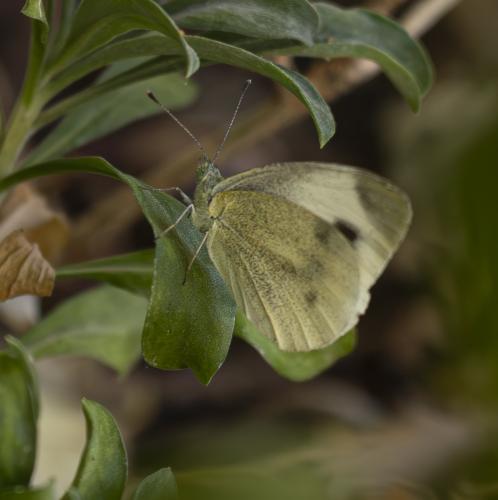 Réf. 360 686 : Pieris mannii