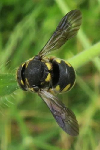 Anthidiellum strigatum