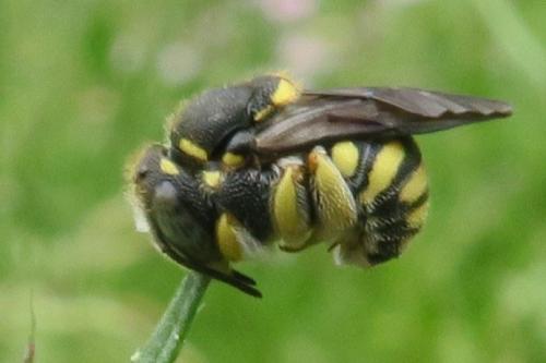 Anthidiellum strigatum