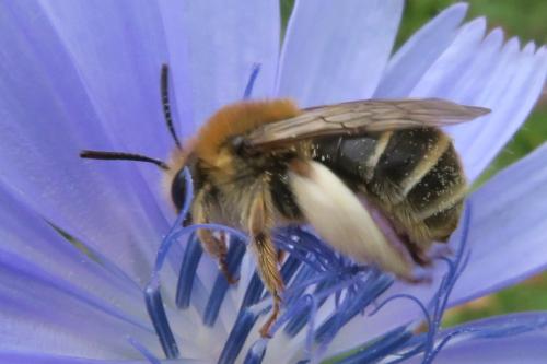 Réf. 360 651 : Eucera nigrifacies