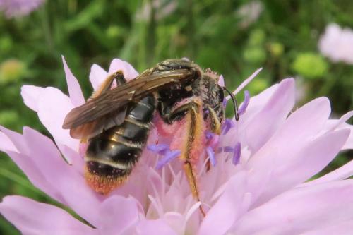 Réf. 360 038 : Andrena hattorfiana