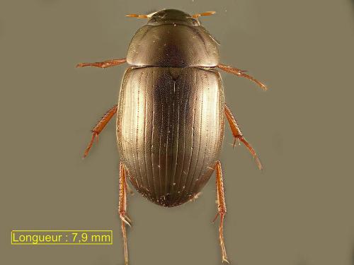 Hydrobius rottenbergii
