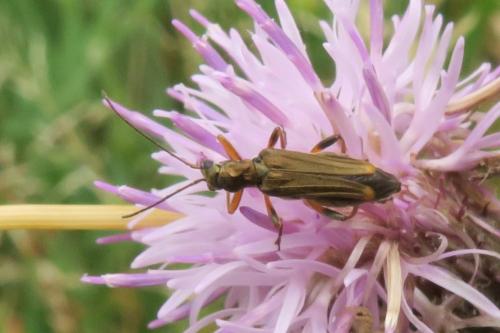Oedemera barbara