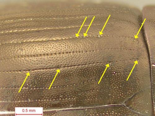 Hydrobius rottenbergii