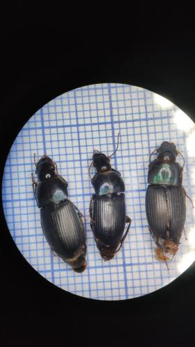 Harpalus sp.