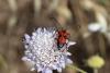 360714 – Photo : Pierre Duhem – France (83)