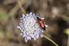 360713 – Photo : Pierre Duhem – France (83)