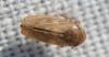360753 – Photo : Christian Berquer – France (50)