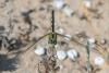 360216 – Photo : Bernard Saquet – Espagne