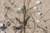 360217 – Photo : Bernard Saquet – Espagne