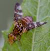 360180 – Photo : ANDRE LABETAA – France (66)