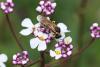 360202 – Photo : Henri Savina – France (82)