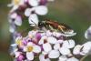 360203 – Photo : Henri Savina – France (82)