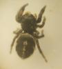 Pellenes sp.