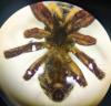 Pellenes sp.