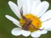 360307 – Photo : Sandor31 – France (30)