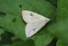 360195 – Photo : J.Ygnard – France (89)