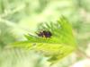 360272 – Photo : Anonyme – France (81)