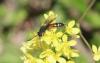 Sapyga similis