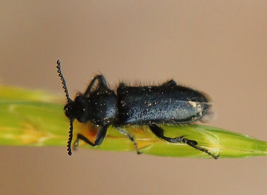 Anonyme - Enicopus (Enicopus) ater - réf. 360342 (1048 x 764 pixels, 125 ko)