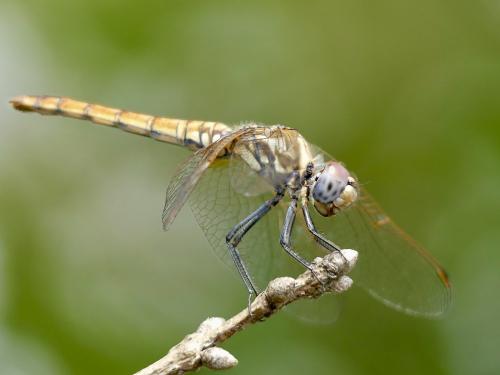 Réf. 361 953 : Trithemis annulata