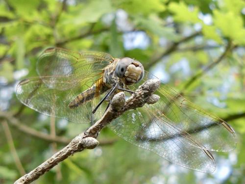 Réf. 361 954 : Trithemis annulata