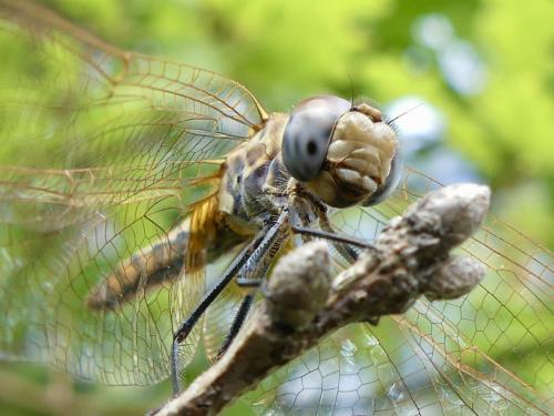 Réf. 361 952 : Trithemis annulata