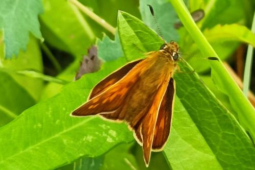 Ochlodes sylvanus