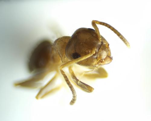Lasius brunneus