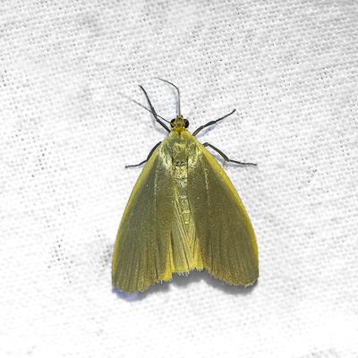 Eilema griseola