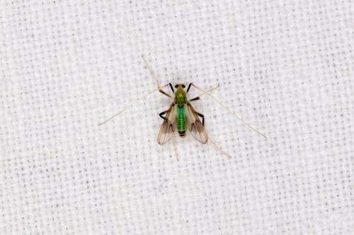 Stenochironomus gibbus