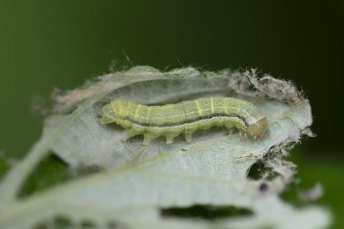 Orthosia gracilis
