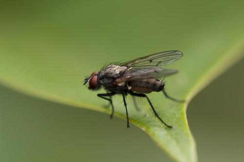 Anthomyia confusanea