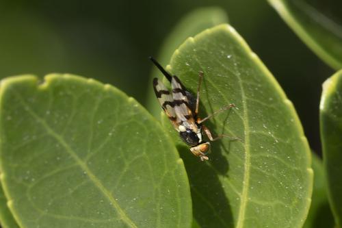 Urophora mauritanica
