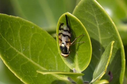 Urophora mauritanica