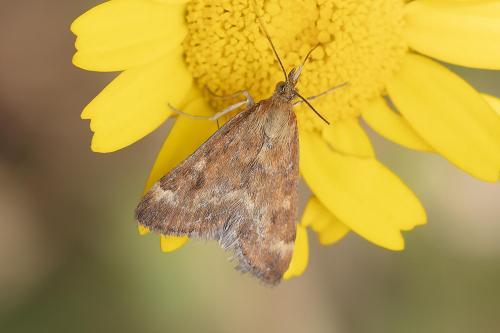 Réf. 361 027 : Pyrausta despicata