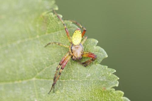 Araniella sp.