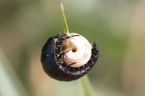 Ablattaria laevigata