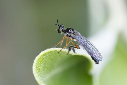Dioctria bicincta