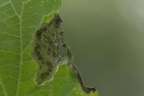Agromyza sp.